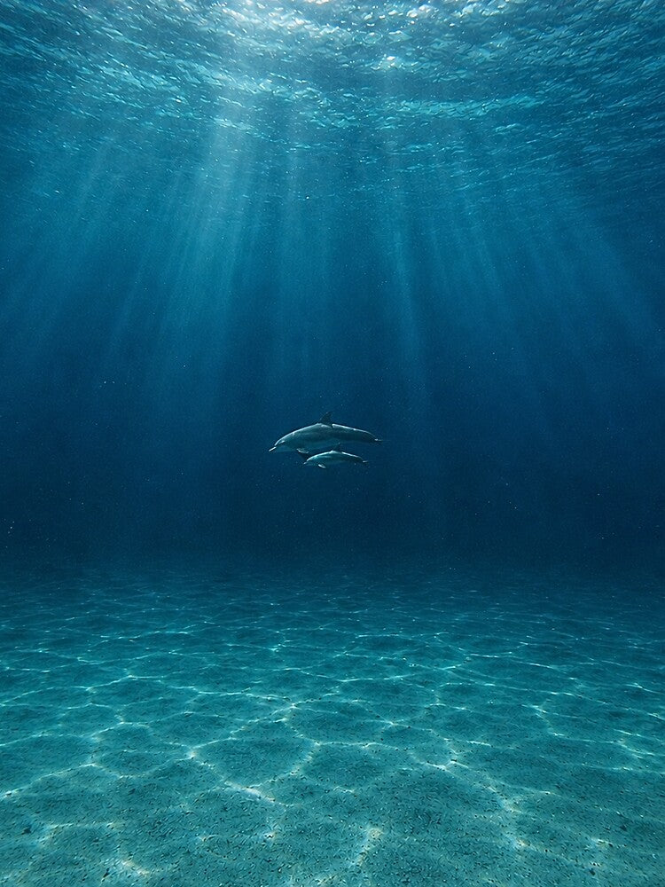Deep blue ocean With dolphins by Deep Blue Ocean