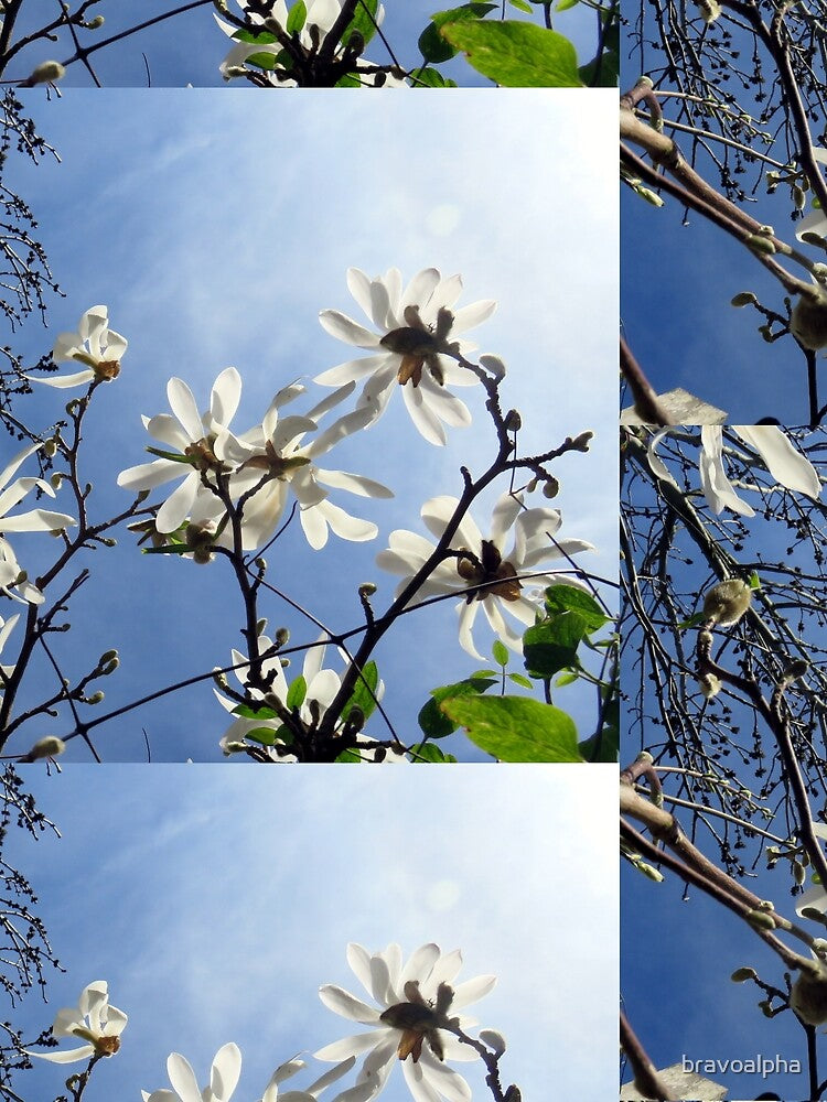 Star Magnolia by bravoalpha