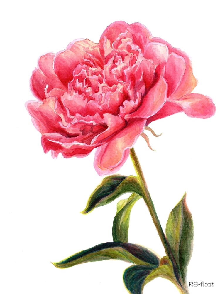 Watercolor Peony Botanical Art by RB-float