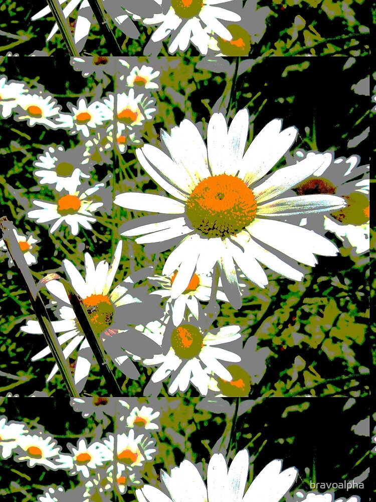 Giant daisies by bravoalpha