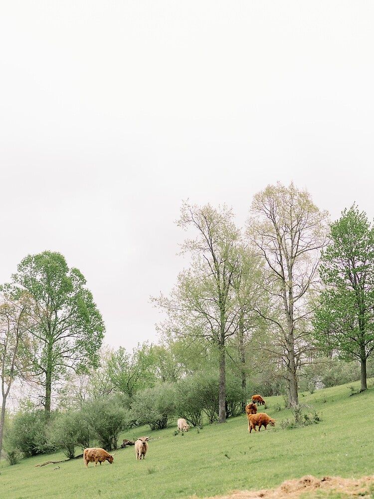 Highland Cows on  Hilltop by ARosesTouch