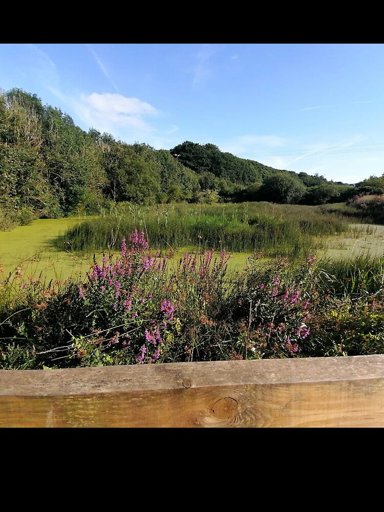 beautiful nature walk (catrionaroberts, nature walk, nature, walk, nature walk picture and nature walk image) by Thepurplepig
