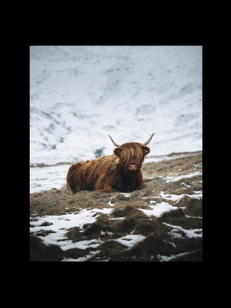 Highland Cow - Realistic by anass002