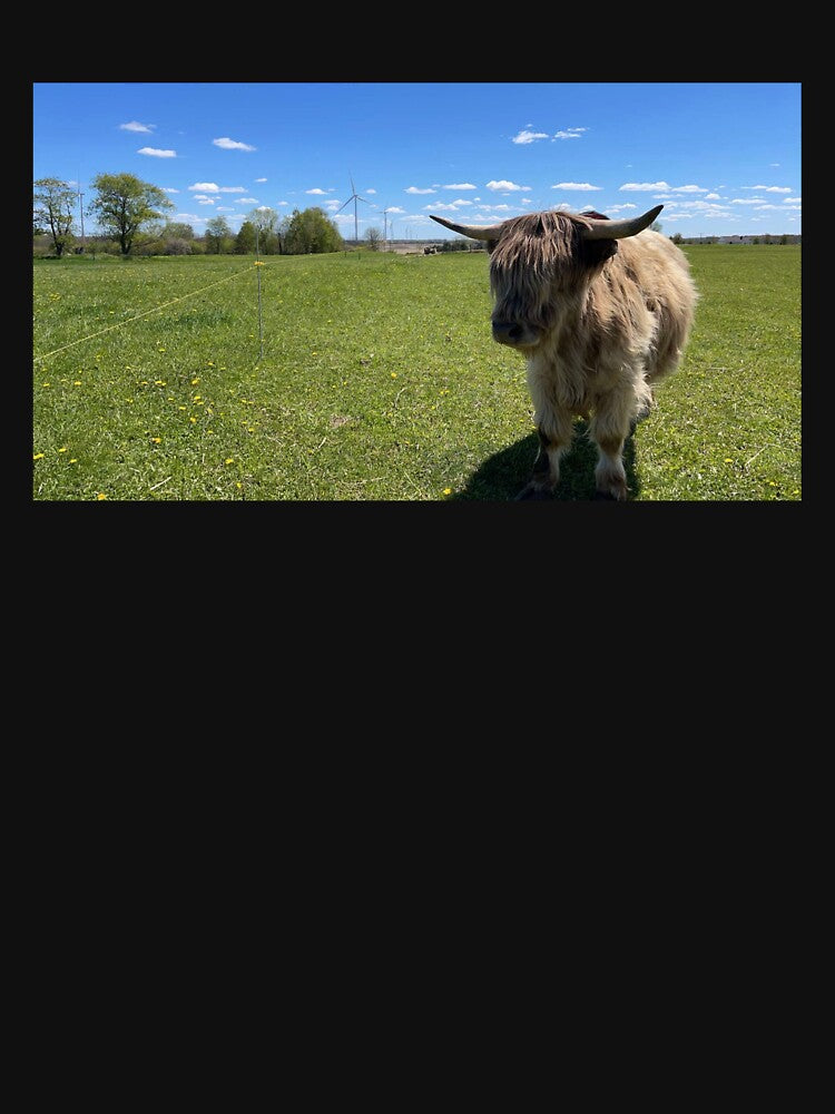 Fluffy Highland Cow Pasture | Scottish Cattle Photography by snapshotszach