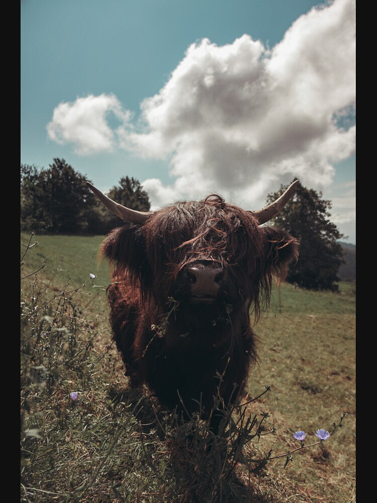 Black highland Scottish cow grazing vintage retro by Patrik Lovrin