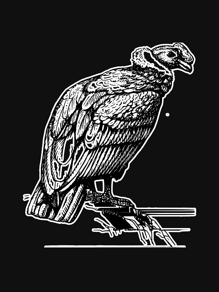 Condor Bird Bird Watching Birds Flying by unassertive19