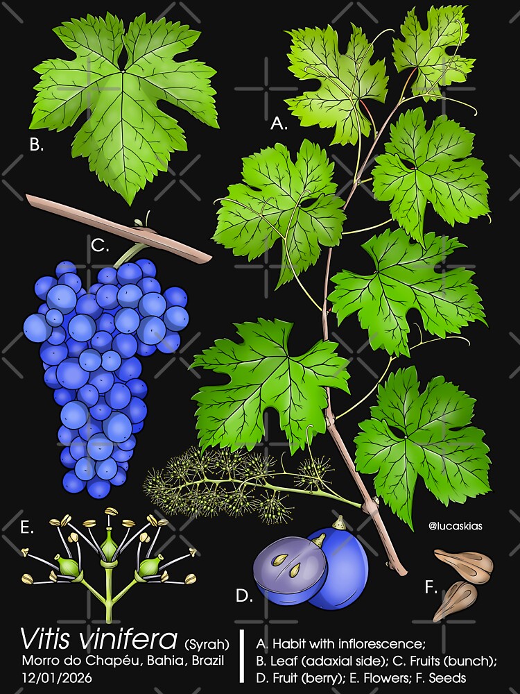 Grape Botanical Plate by LucasKias