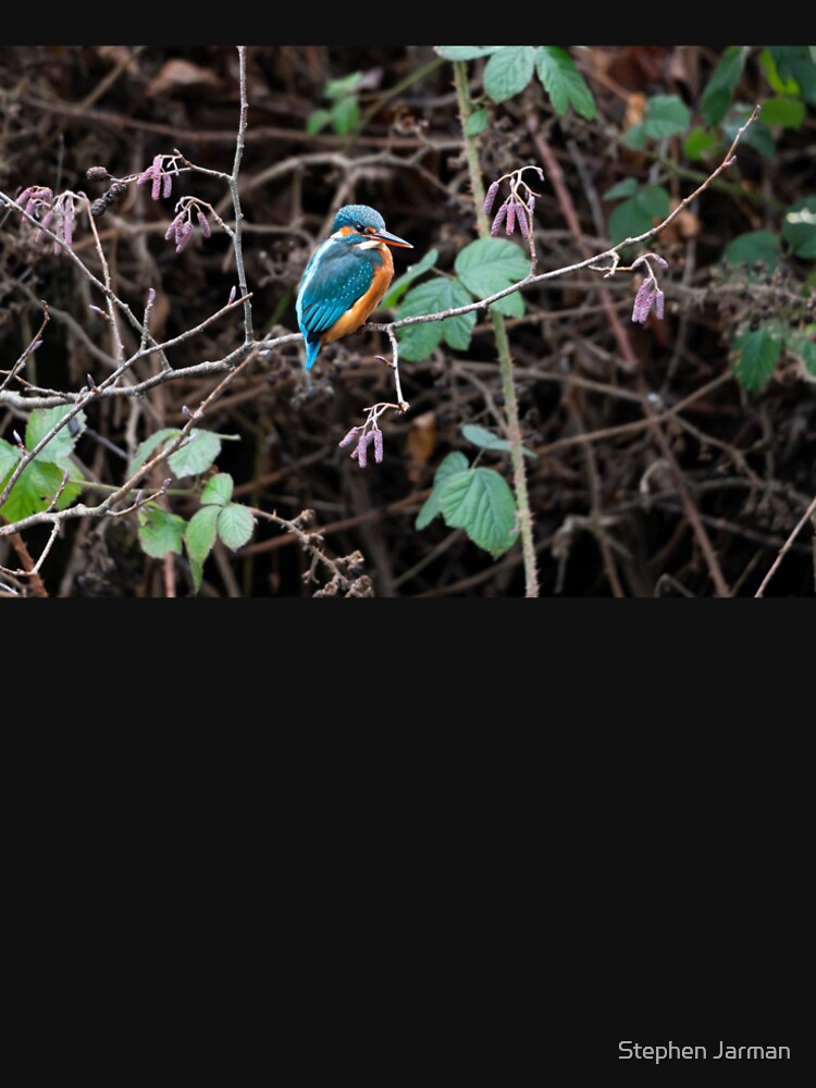 Kingfisher (Alcedo atthis) sitting on a branch by Stephen Jarman