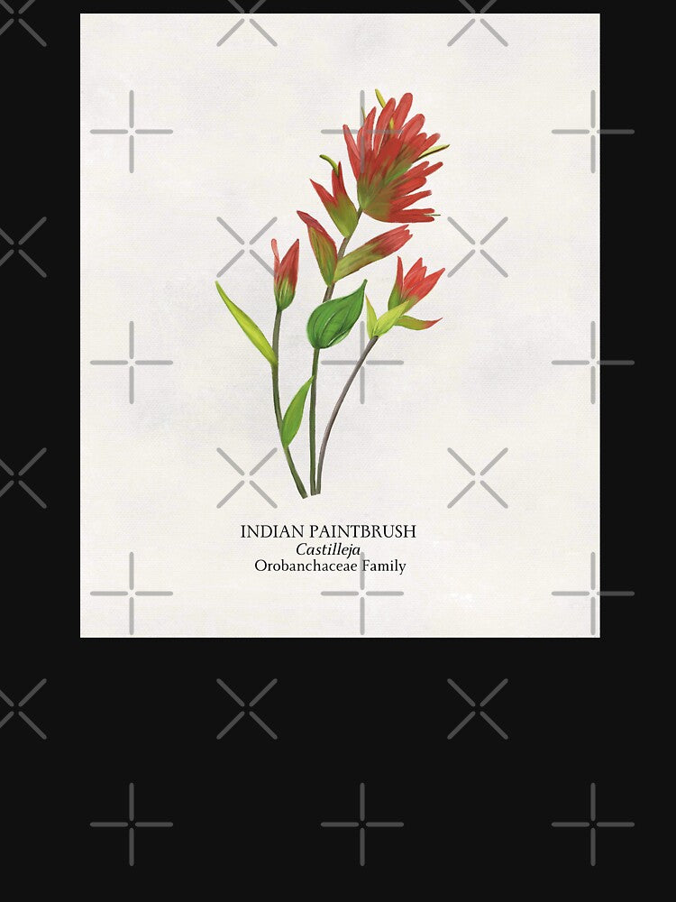 Indian Paintbrush Castilleja Botanical Wildflower by Angie-Atelier