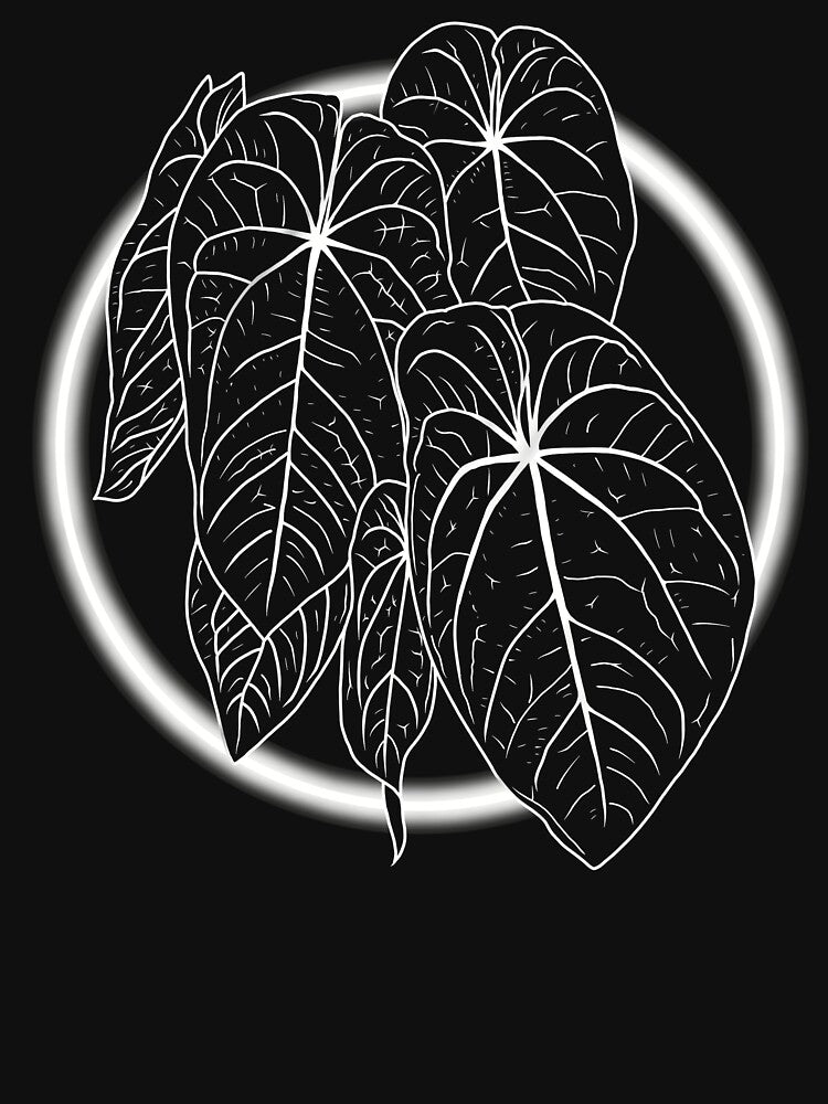 ANTHURIUM VEINS ACE OF SPADES by MYPLANTEES