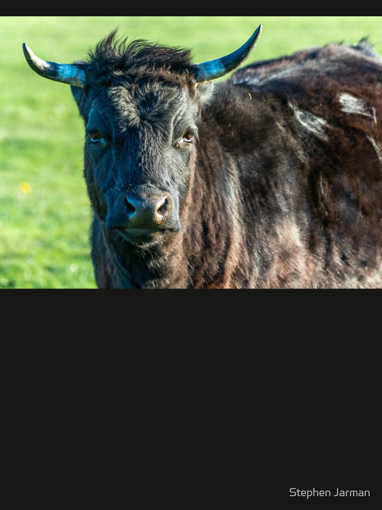 Shaggy black highland cow by Stephen Jarman