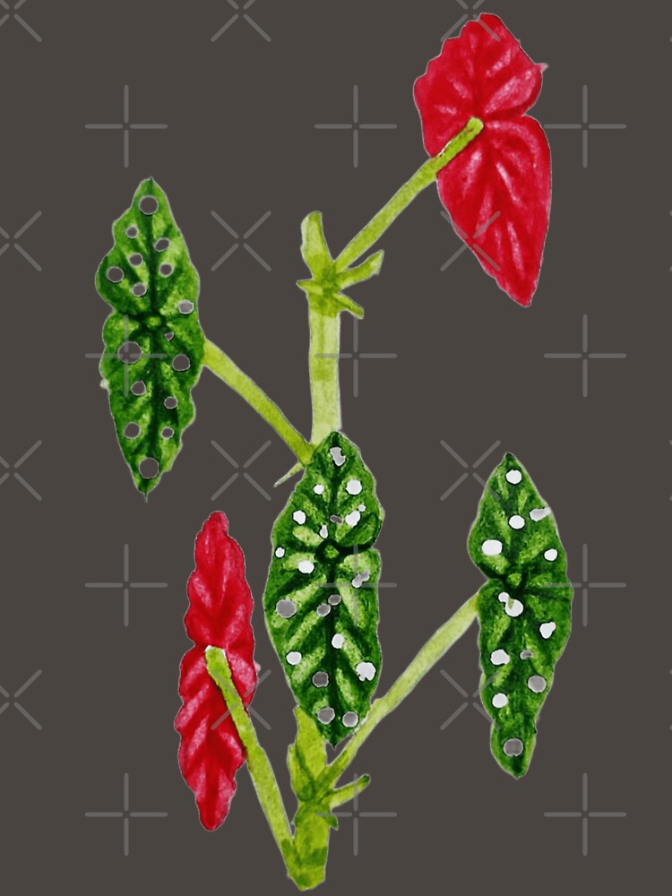 Begonia maculata - handmade with watercolor. by Greitas
