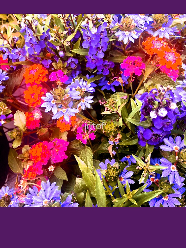 Pink Olive Purple spring flowers by Iritof by iritof