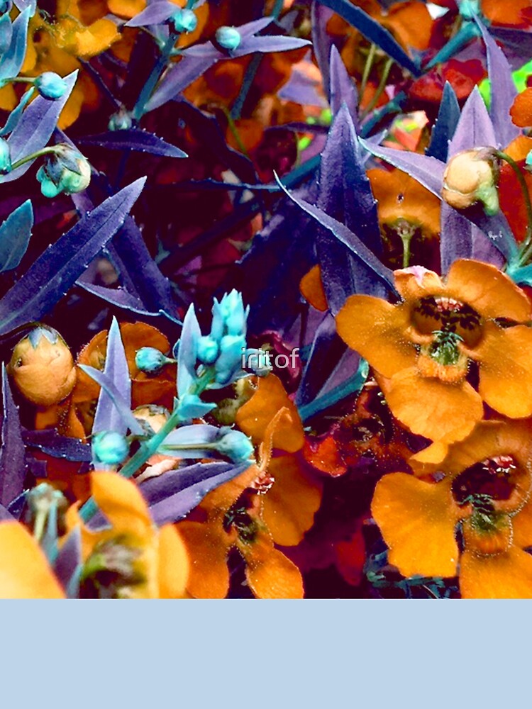 Yelow flowers field by Iritof by iritof