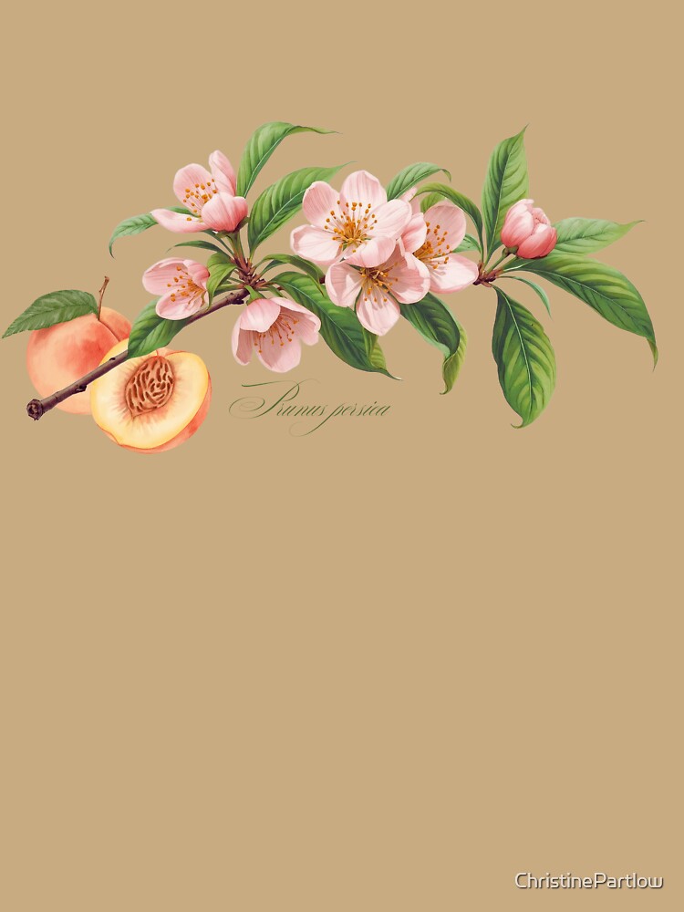 Prunus persica | Flowering Branch with Peach Botanical Illustration by ChristinePartlow