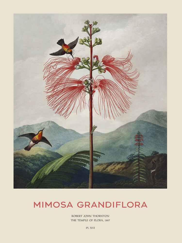 Tree Calliandra or Mimosa Grandiflora by Vintagrafica