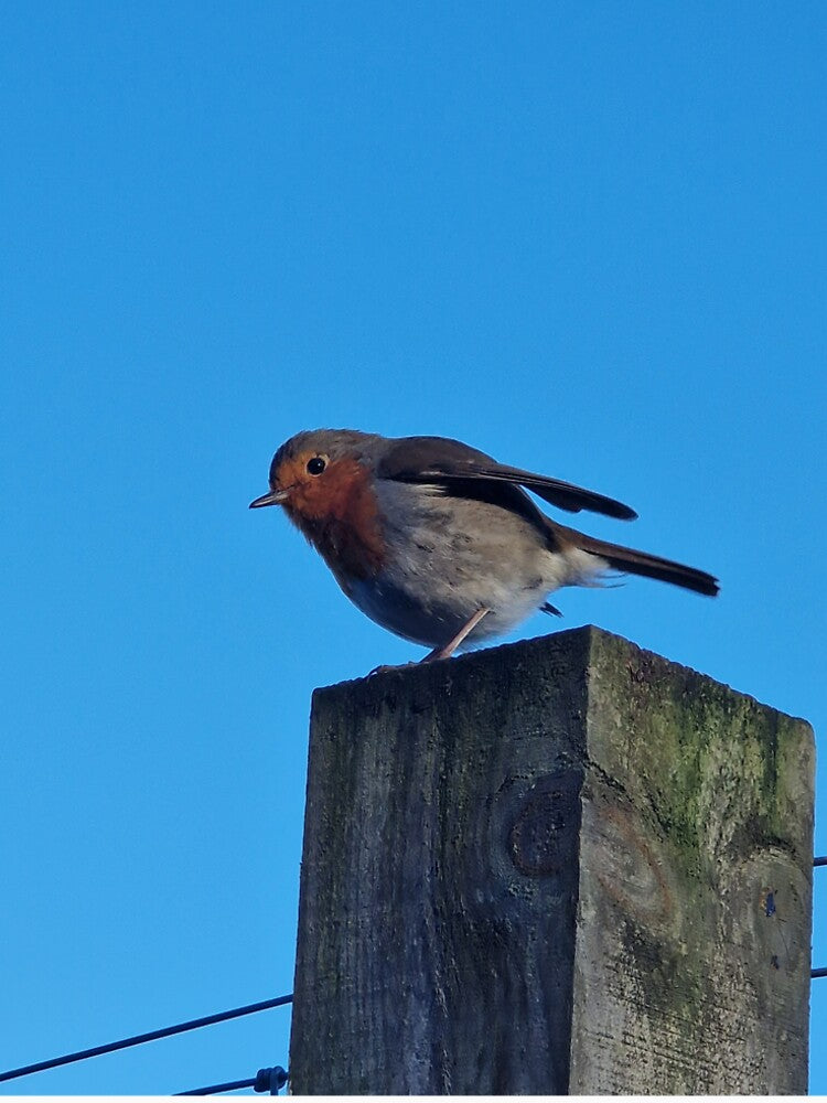 Robin by Pix-Perfect Photographs