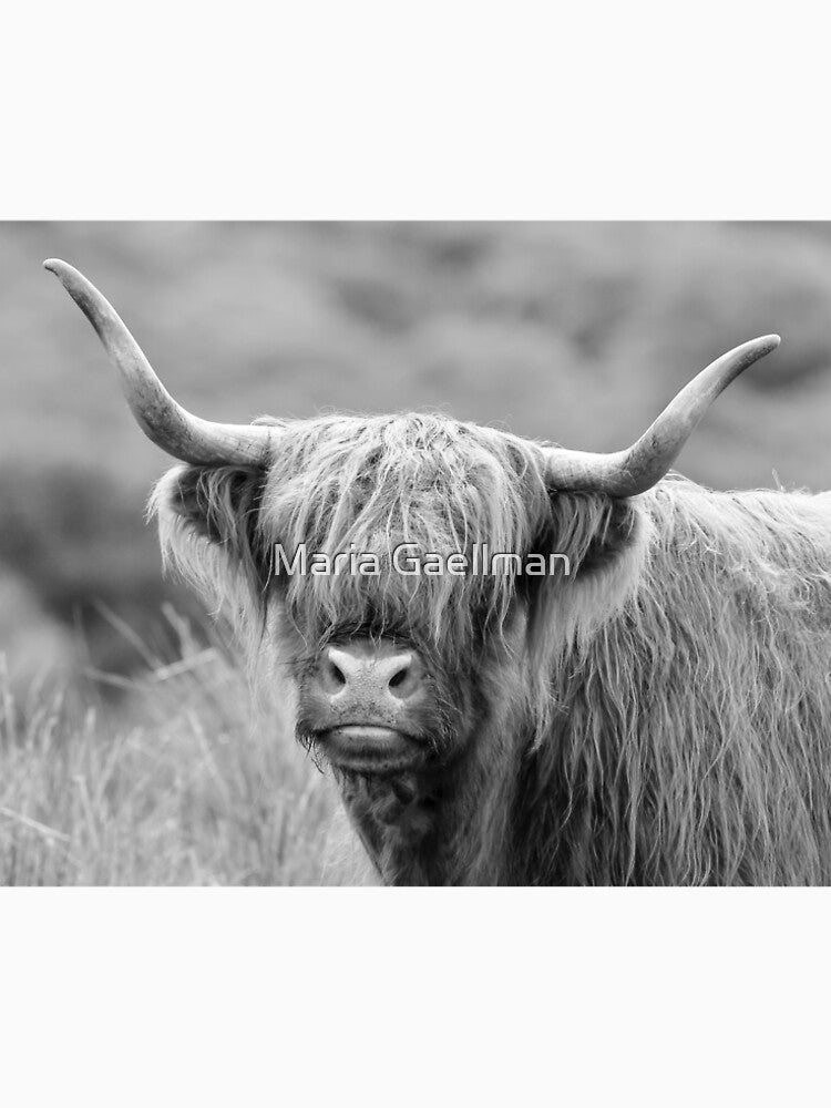 Face-to-face With A Highland Cow - Monochrome by Maria Gaellman