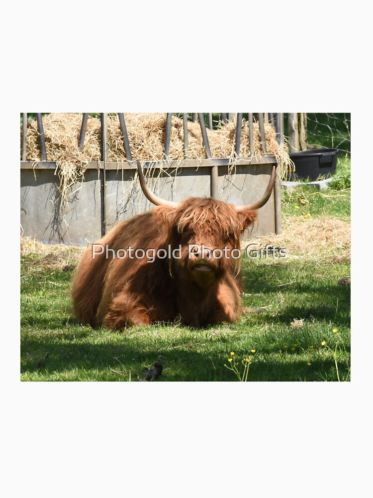 Highland cow by Photogold Photo Gifts