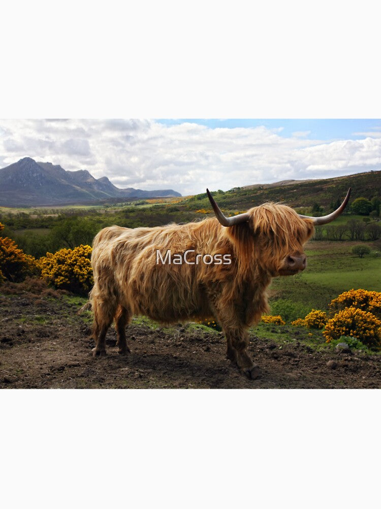 Highland Cow - Scottish Highland Cow by MaCross