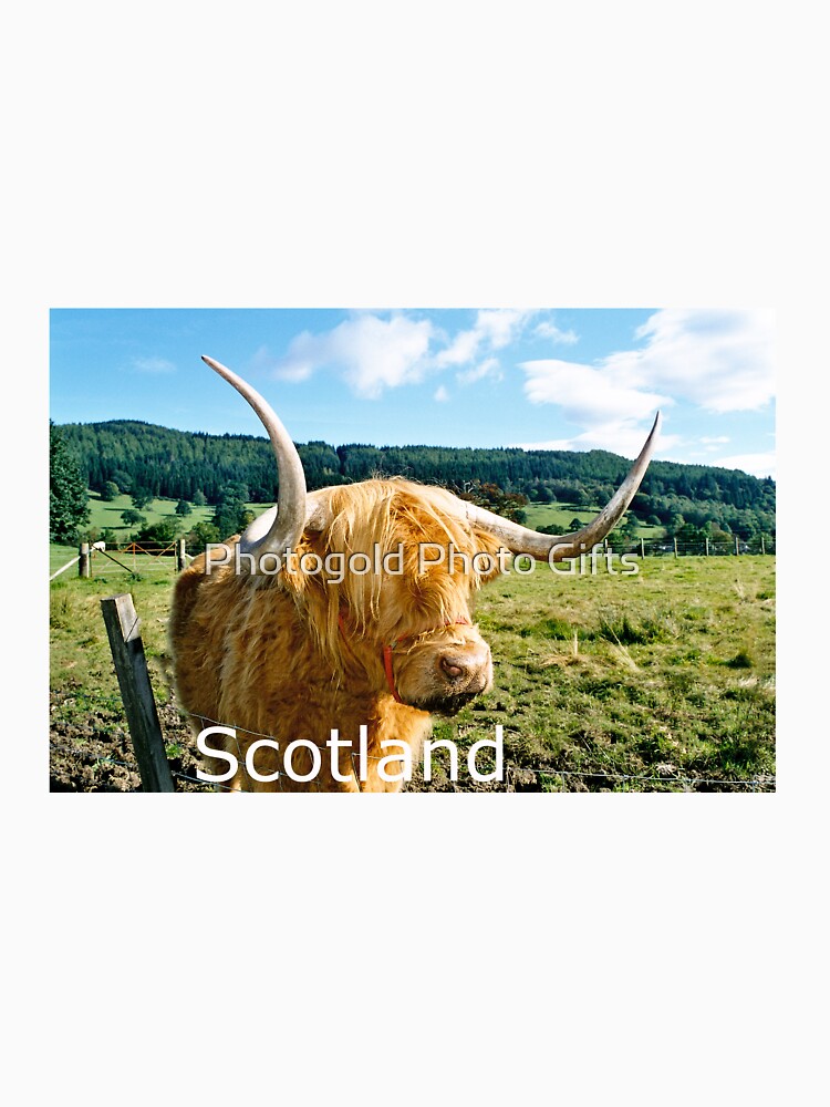 The Hairy Coo - Highland cow , Scotland by Photogold Photo Gifts