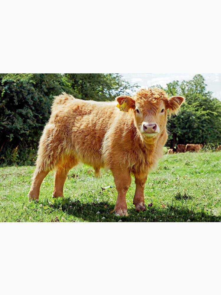 Highland Cow, The Inquisitive Calf by mhfore