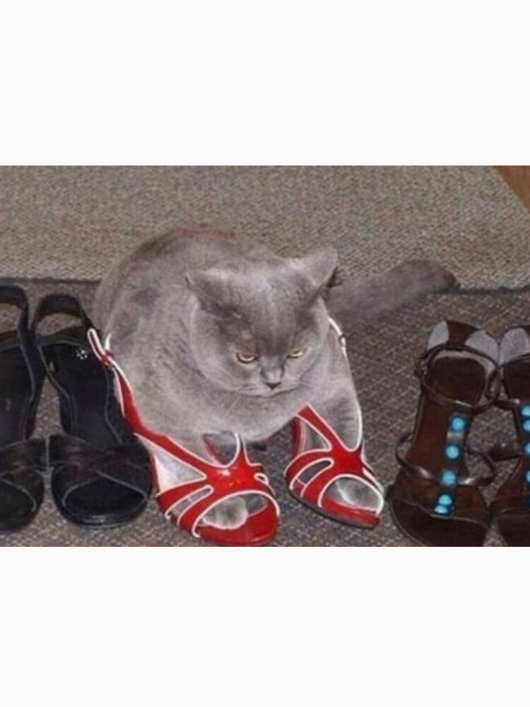 stupid idiot cat in a shoe by Elisabeth Nelson