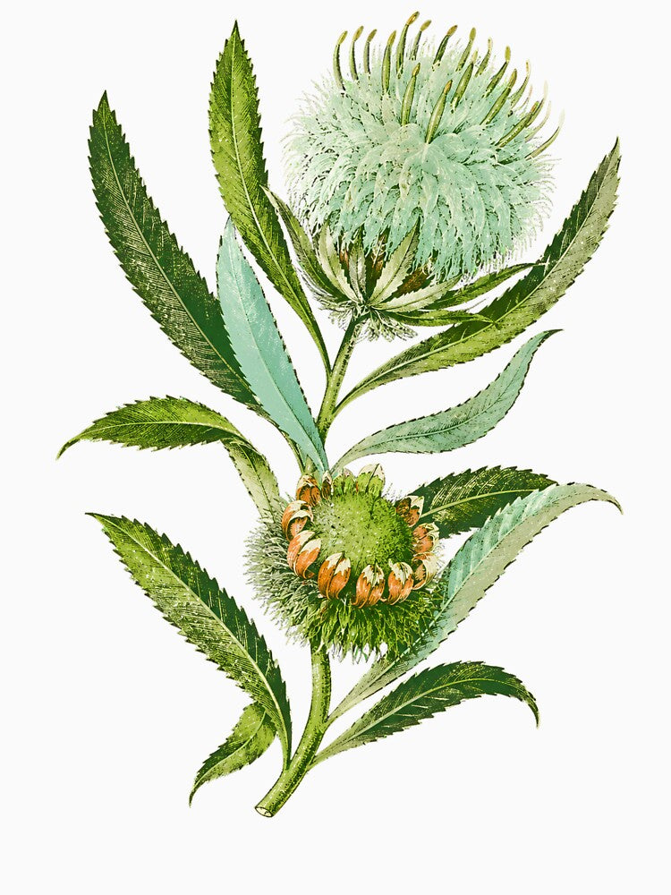 Vintage Botanical by Lev4nteHimas
