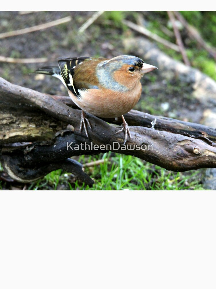 chaffinch by KathleenDawson