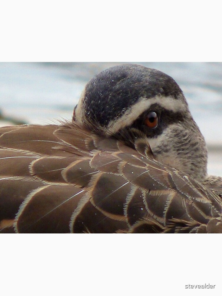 Close-up Pacific Black Duck. by stevealder