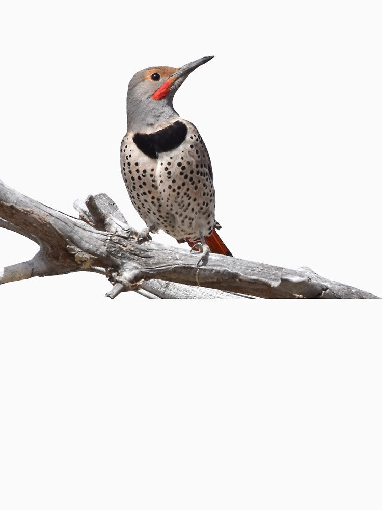 Northern Flicker by baegel Unisex