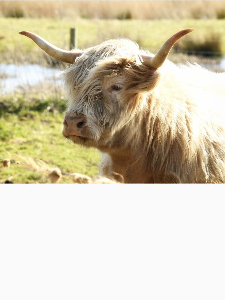 Highland Cow by rwhooster