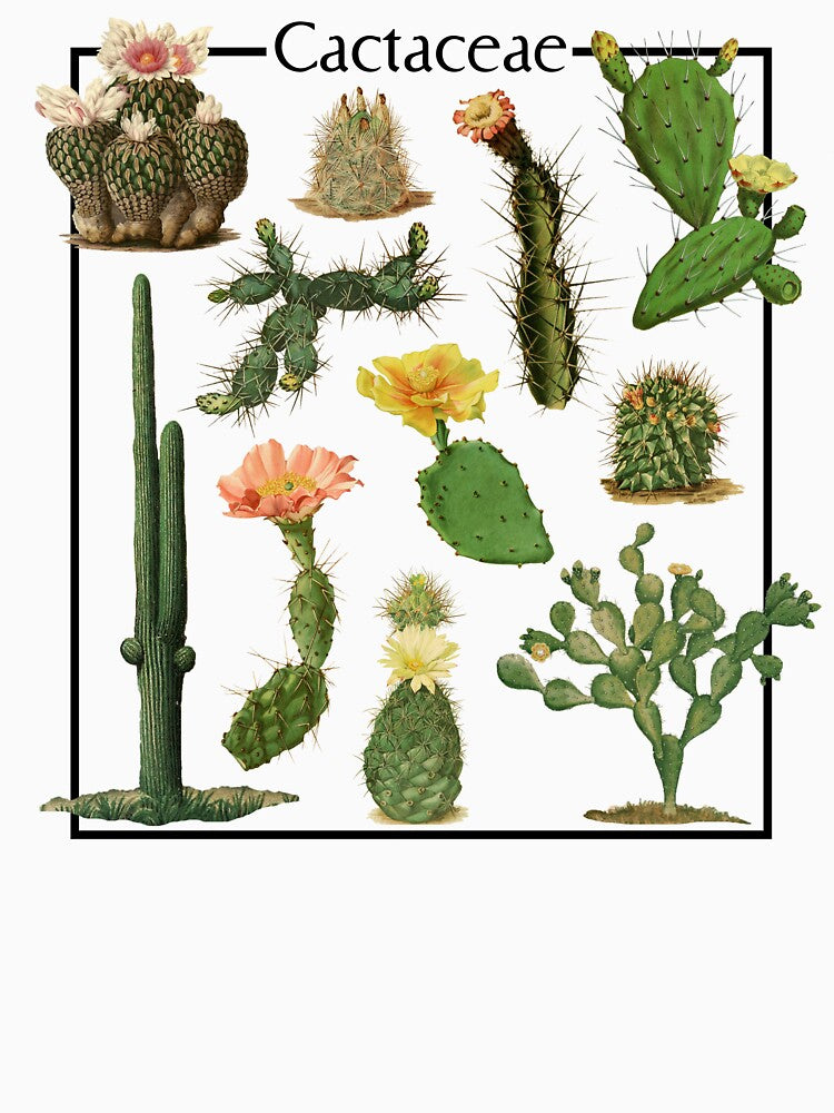 Cactus Cactaceae Botanical Print by SubtleSoul