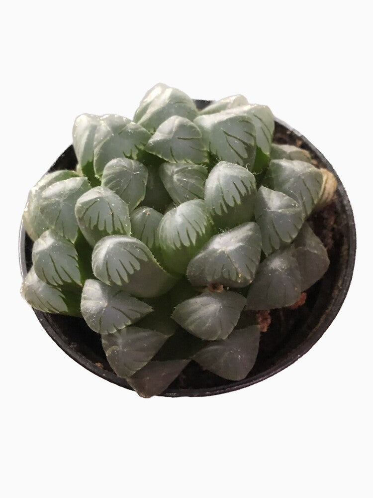 Haworthia cooperi by Phoebew03