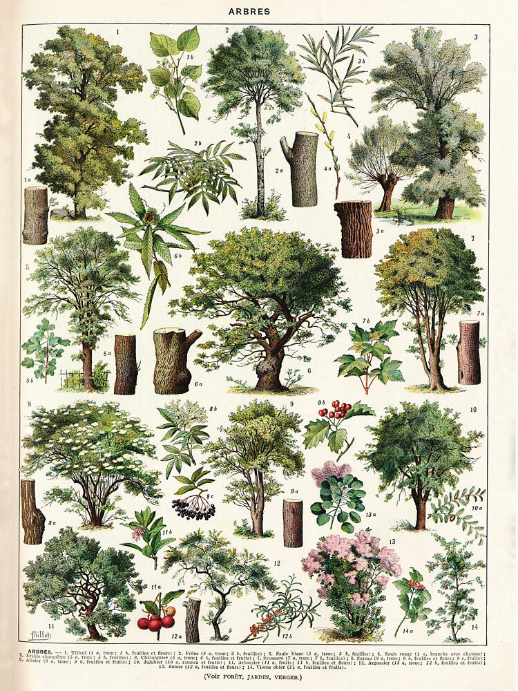 Adolphe Millot - Arbres A - French vintage botanical poster by DejaVuStudio