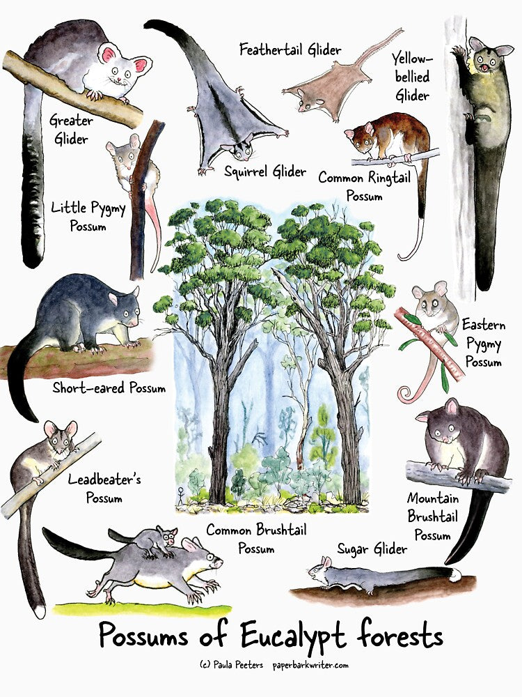Possums of Eucalypt forests by Paula Peeters