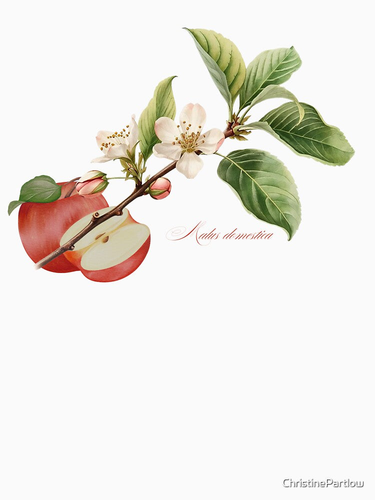 Malus domestica | Flowering Branch and Fruit Botanical Illustration by ChristinePartlow