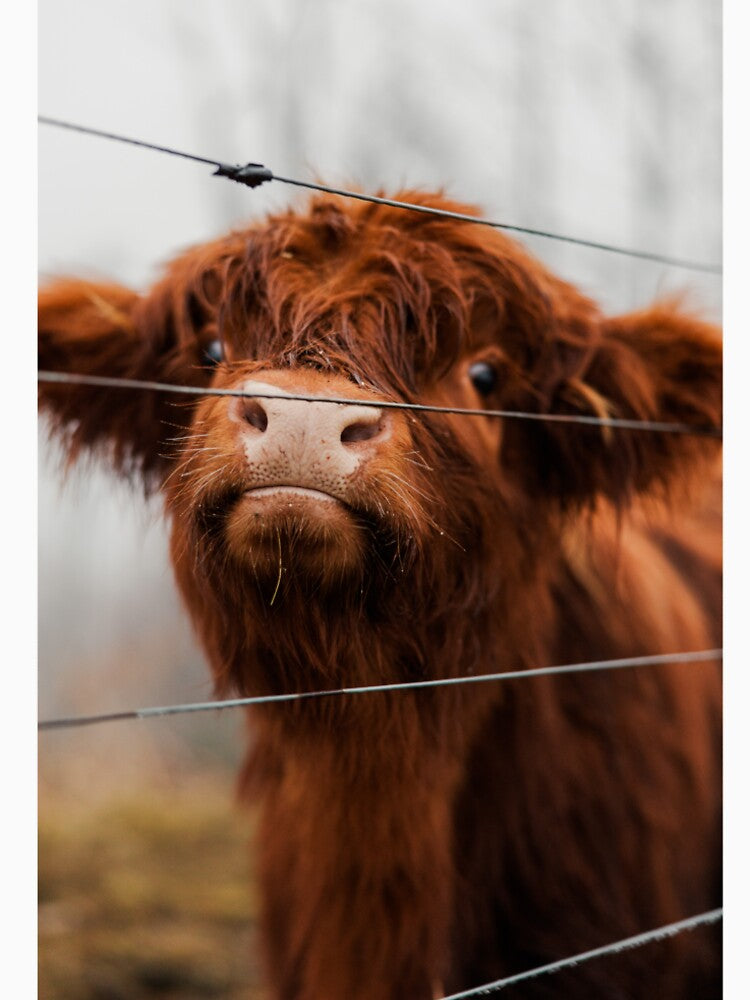 Red Mini Highland Calf by ARosesTouch
