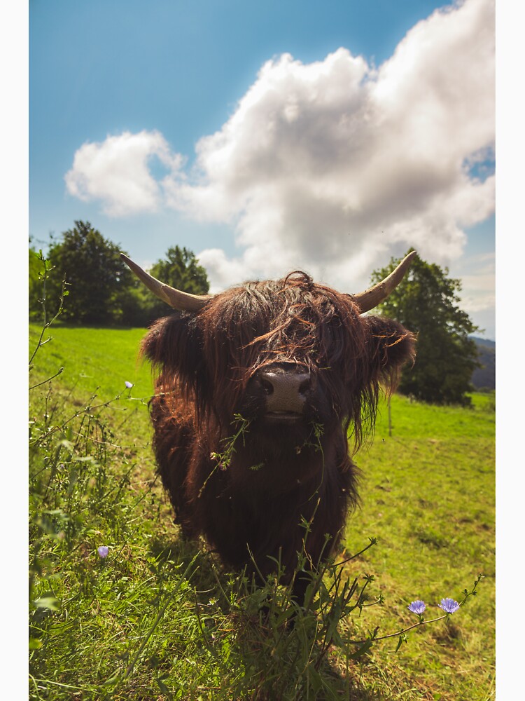Black highland cow grazing green field sun light by Patrik Lovrin