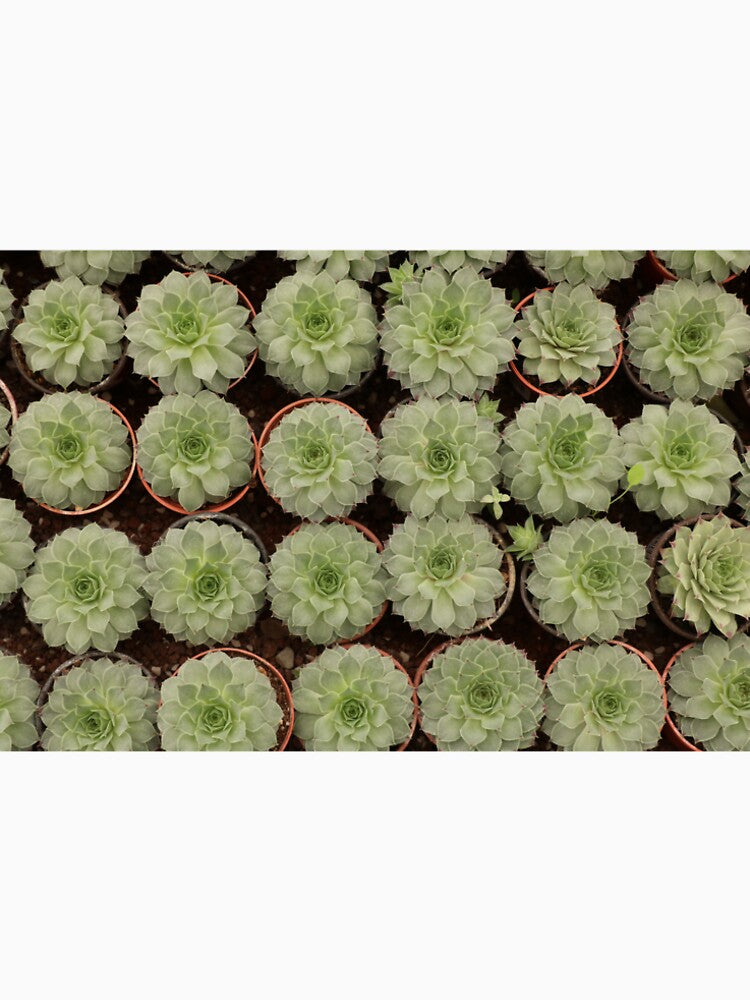 Pattern of small green succulents by luisraultg