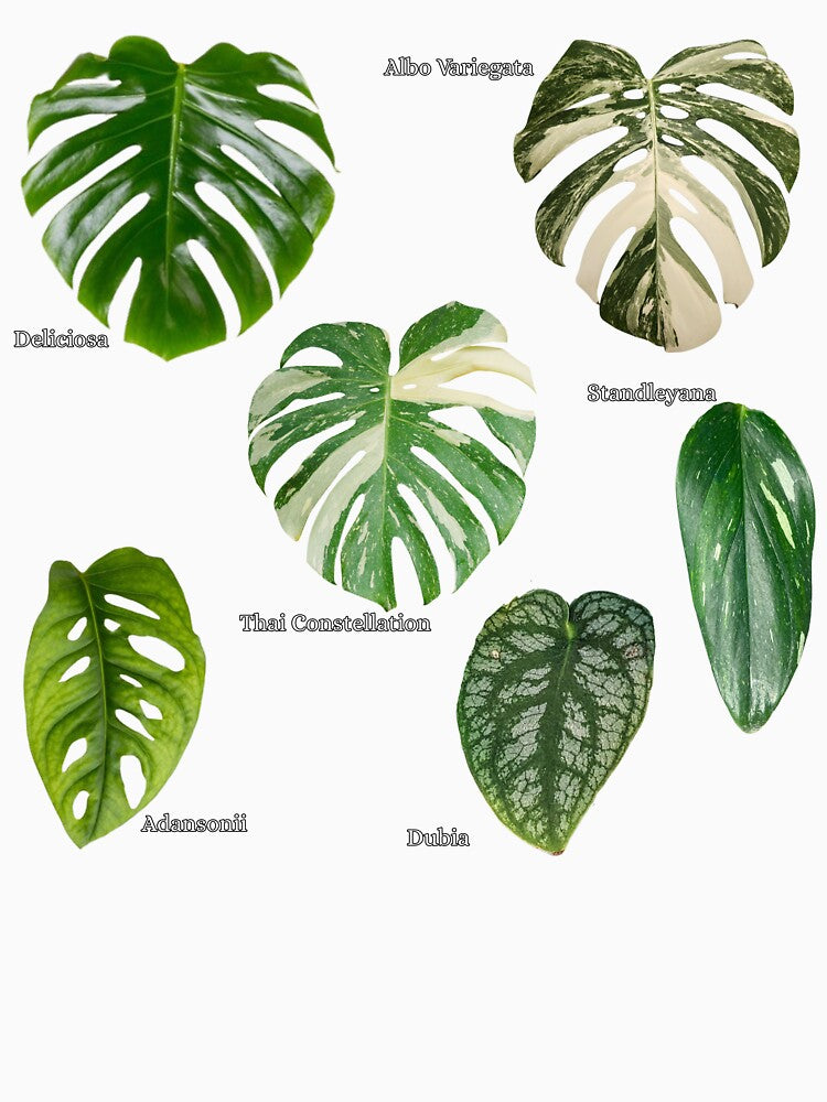 monstera types by LivsPlantHouse
