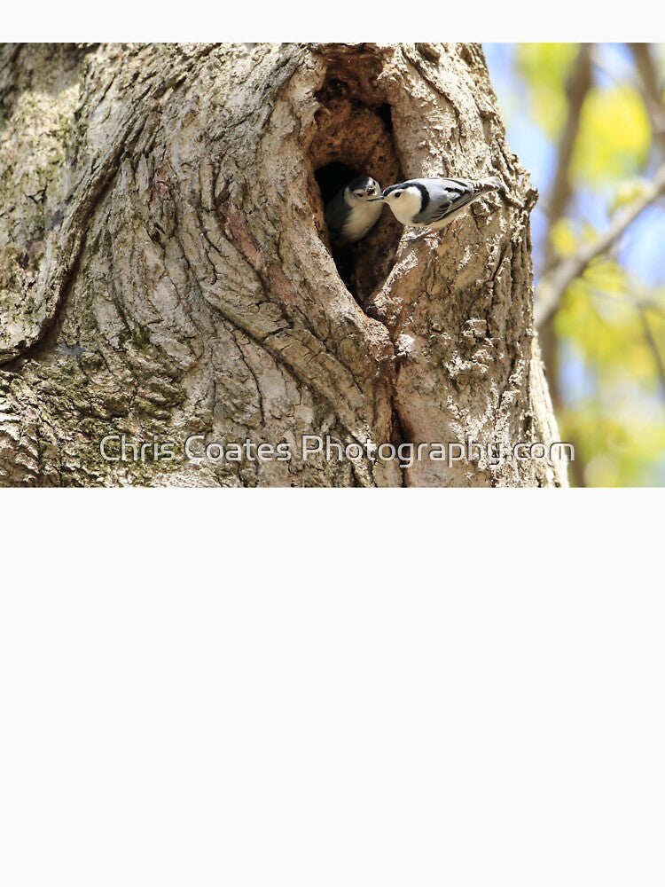 White-breasted Nuthatch Pair by Chris Coates Photography.com