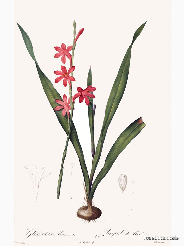 Vintage Style Redoute Flower Botanical print by rosebotanicals
