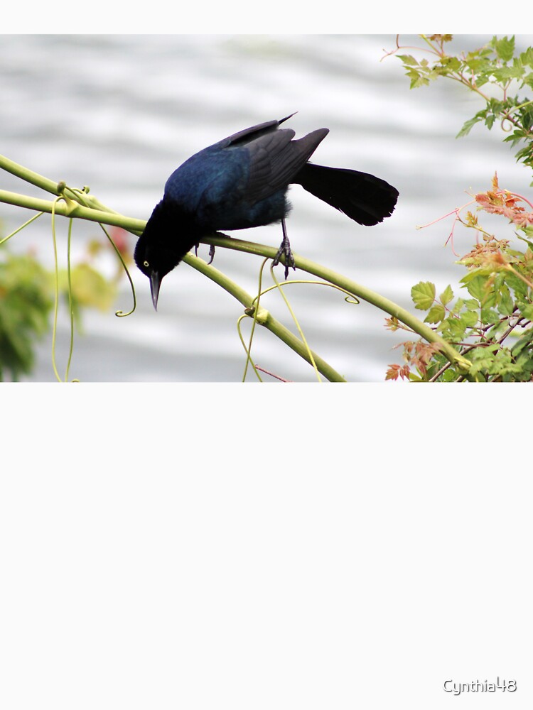 Great-tailed Grackle by Cynthia48