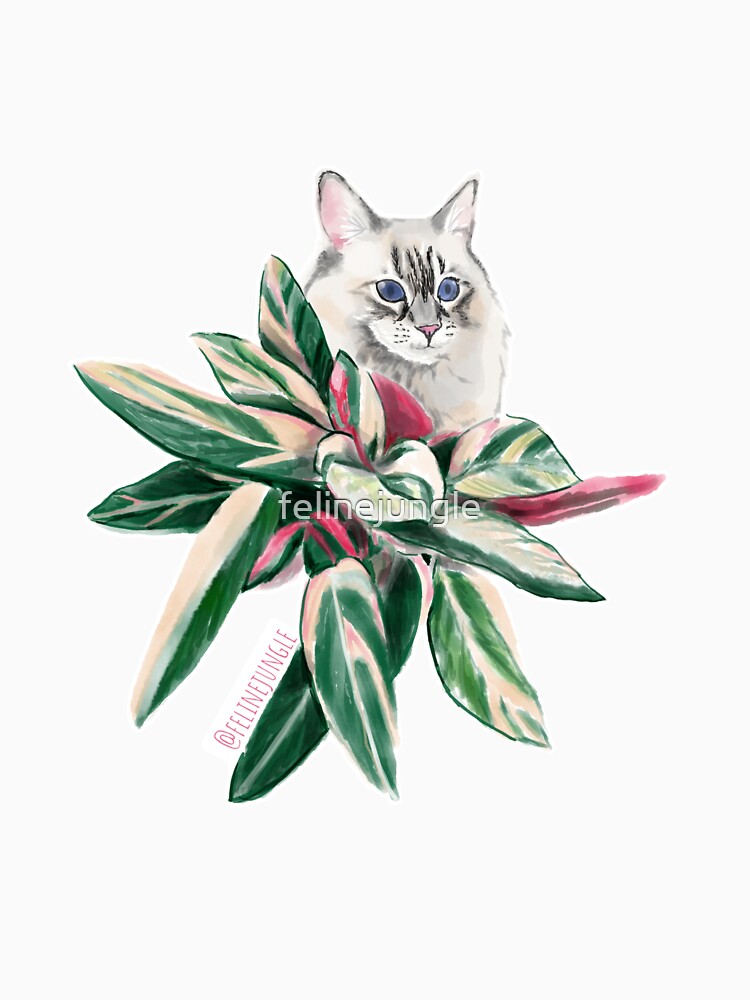 Stromanthe Siberian Cat by felinejungle