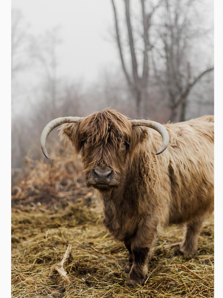 Curved Horn Highland Cow by ARosesTouch