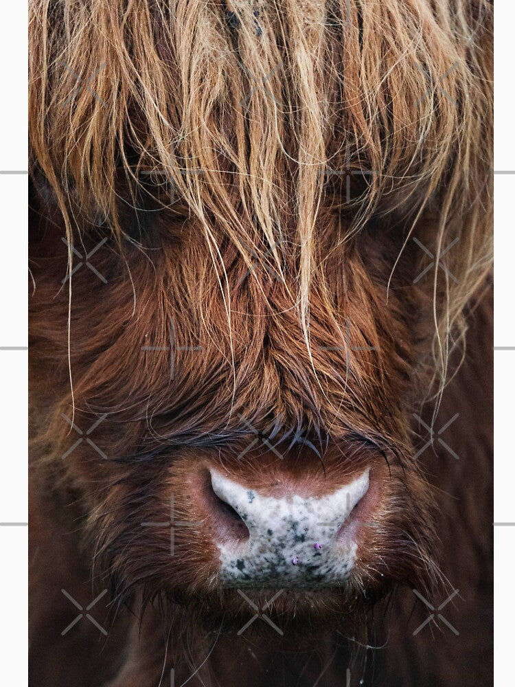 Scottish Highland Cow Close Up by AnimalLover4eva