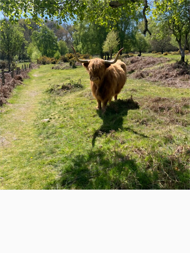 Highland cow by jakkarin123