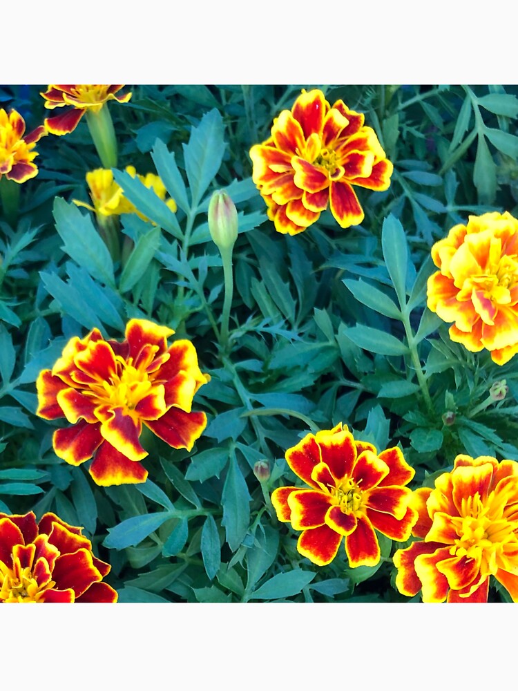 Marigold picture by Phoebew03