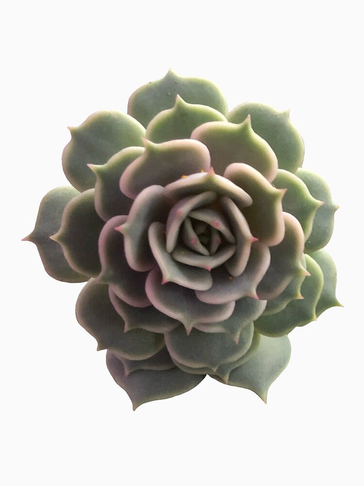 Echeveria Lola by Phoebew03